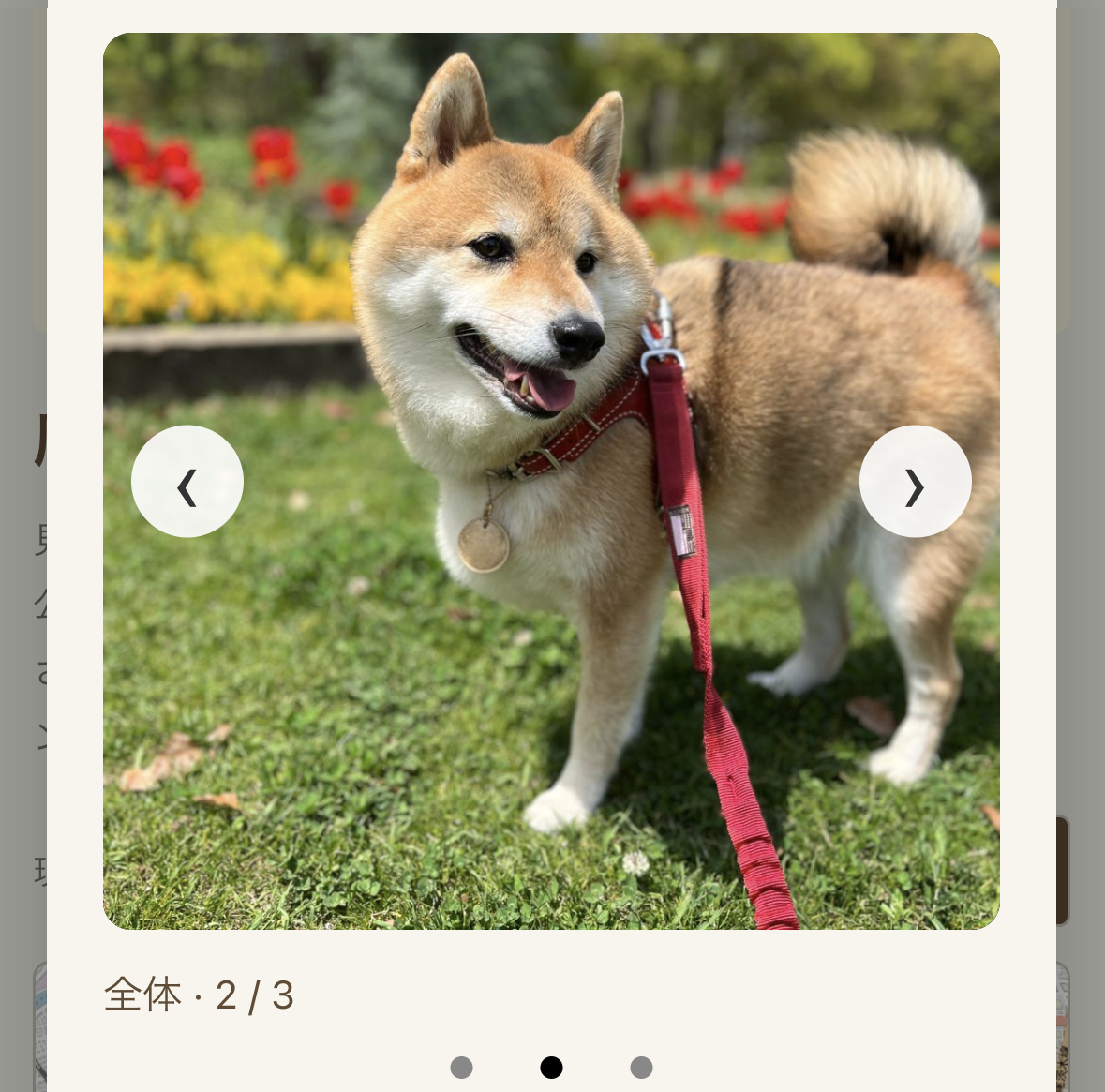 迷子の犬の写真と体重・大きさ・毛の特徴を確認する詳細画面